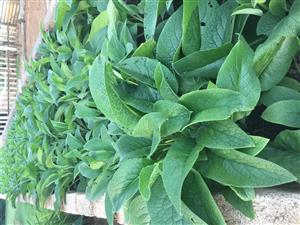 Comfrey plants for sale (Symphytum officinalis). Adult plants R150.00 
