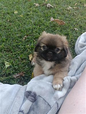 3 Male Pekingese puppies for sale