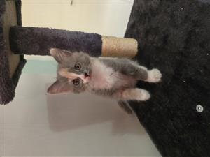 Kitten for Sale. 8 weeks old.