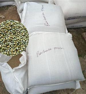 Green millet now available