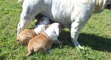 English Bulldog Puppies