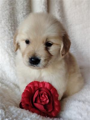 Adorable retriever babies available 