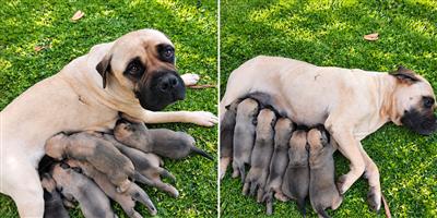 Bullmastiff puppies for sale