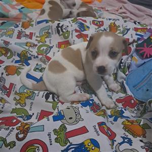 Short Legged Jack Russel