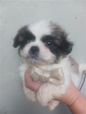 Male Pekingese puppies 