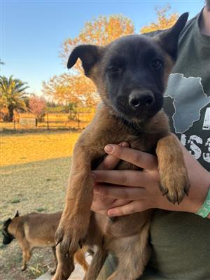 Belgian Malinois 