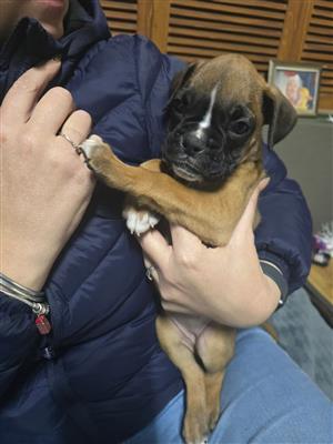 Female boxer puppy