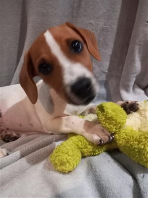 Jack Russel Puppies