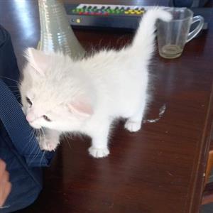 Siamese Ragdoll kittens