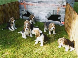 Beagle Puppies For Sale to Pet Loving Families.