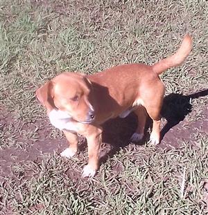 Jack Russell 