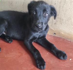Labrador x  puppies 