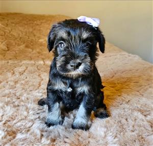 Miniature Schnauzers