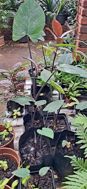 Black elephant ear plants