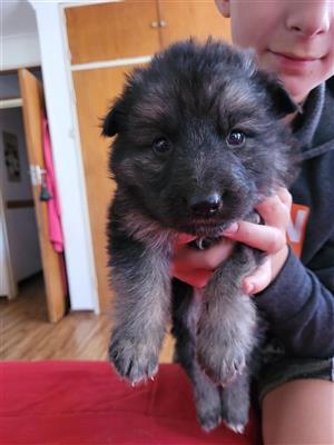 German Shepherd puppies for sale Pure Breed rare colours..