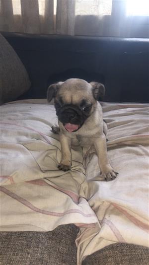 Pug puppies