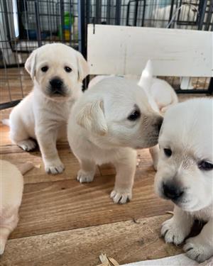 Beautiful Male and Female Labrador Retriever Puppies
