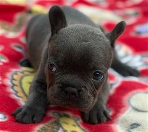 Gorgeous Exotic French bulldog puppies available