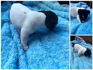Jack Russel puppies