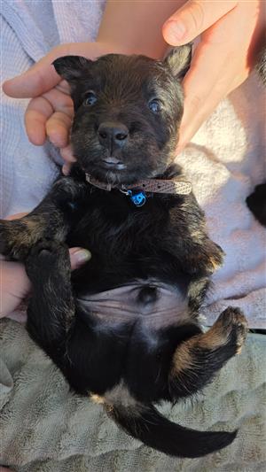 Scottish Terrier Male Puppy 