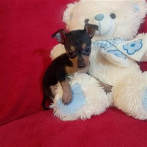 Miniature pinscher