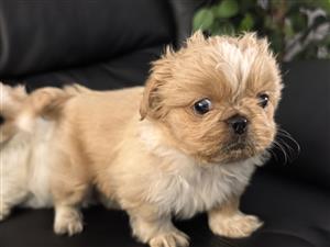 Pekingese puppies
