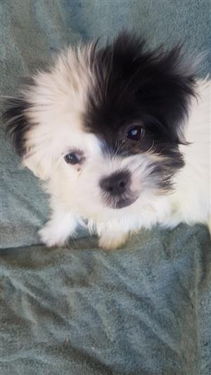 Maltese Poodle puppies