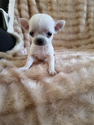 Tiny teacup chihuahua puppy for sale