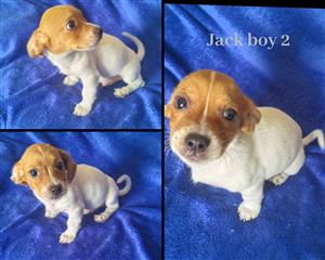 Jack Russell puppies