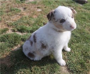 Australian shepherd puppy for sale