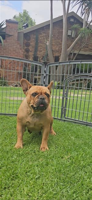 Miss Bettie - Frenchie French Bulldog puppies / adults for sale