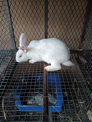 Rabbit for sale