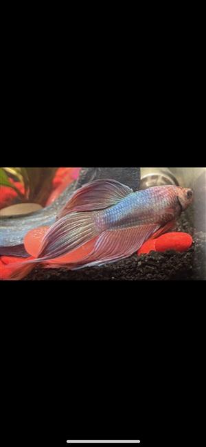 Female and Male adult fish Bettas for sale