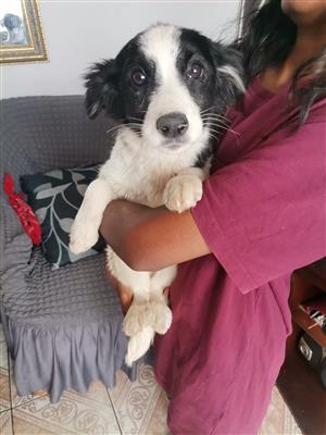 Lovely collie female puppy 