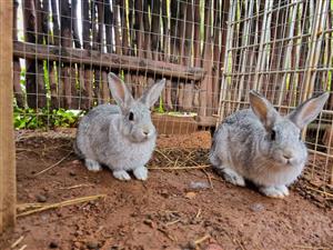2x  Netherland dwarf rabbits for sale