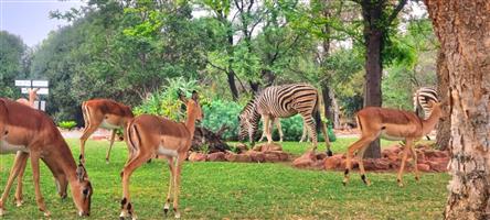 BUSHVELD BLISS: YOUR SANCTUARY AMIDST NATURE