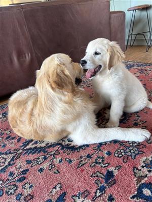 Golden retriever puppy for sale