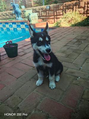 Siberian husky puppy's 