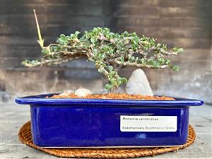 Monsoon Vanderietiae / Bushman’s Candle