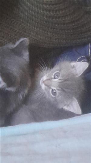 Playful baby cats up for sale 