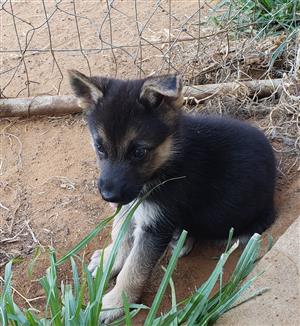 German Sheppard reuntjie 