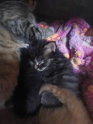kittens for sale