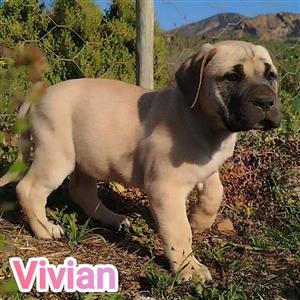 Bullmastiff X Great Dane puppies 