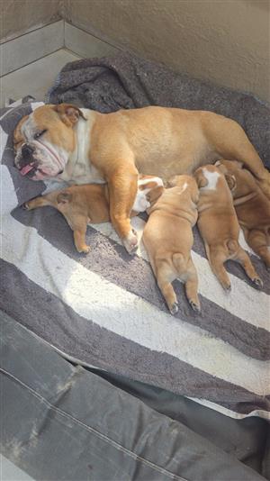 Beautiful English bulldog puppies available