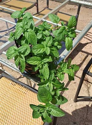 Rosemary & Mint Bags R53 Each GARDEN MARKET PLACE  NO 1 Gardens Road. HILLCREST