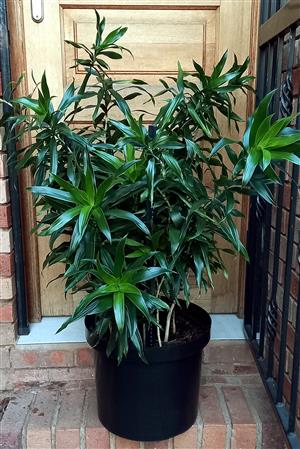Beautiful Dracaena in Controlled Watering System Pot