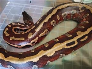 Adult Male High Red Blood Python For Sale 