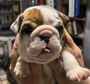 Gorgeous English bulldog puppies available