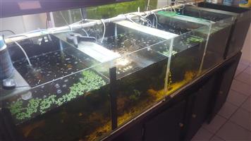 Devided 7ft Tank , Stand and Lights
