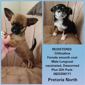 Chihuahua Puppies